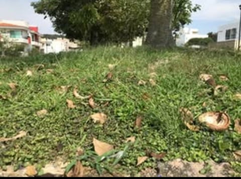 Overgrown vacant lot with weeds, scattered debris, and fallen leaves, with houses and large tree visible in background